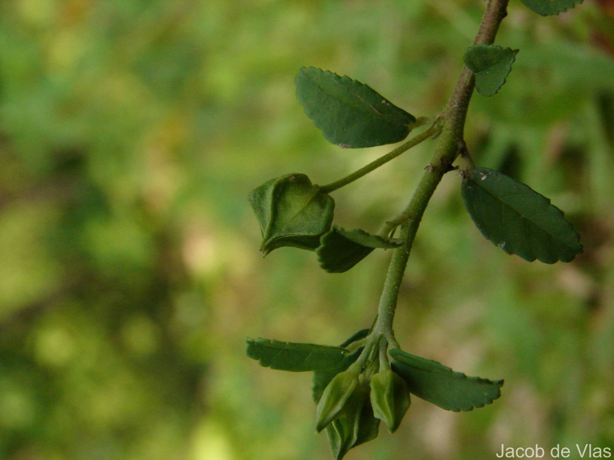 Sida rhombifolia subsp. alnifolia (L.) Ugbor.